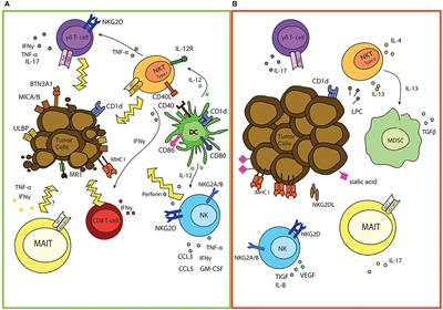 Positive & Negative Roles of Innate Effector Cells in Controlling Cancer Progression